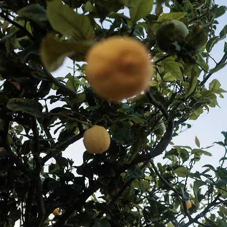 Apartment Evdokia-cozy Olive Yard With Aegean View